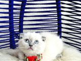Scottish Fold Bluepoint Dişi Erkek Yavrular