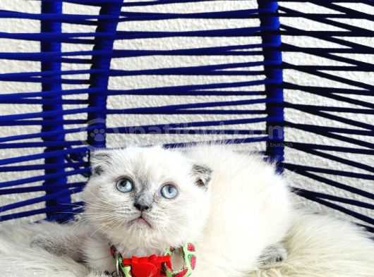 Scottish Fold Bluepoint Dişi Erkek Yavrular görsel