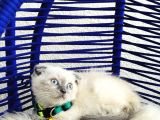 Scottish Fold Bluepoint Dişi Erkek Yavrular