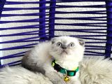 Scottish Fold Bluepoint Dişi Erkek Yavrular