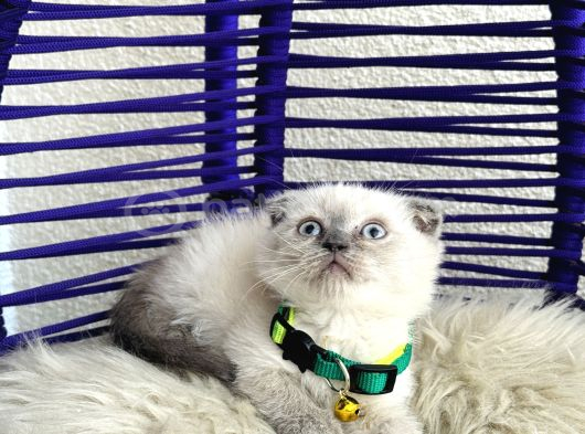 Scottish Fold Bluepoint Dişi Erkek Yavrular görsel