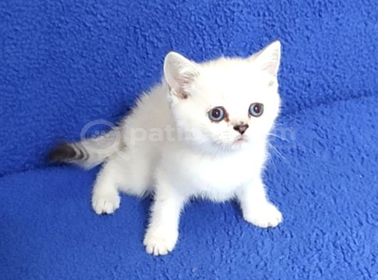 Mavi̇ Boncuk Çi̇çek Gi̇bi̇  Ponçi̇k Tesli̇me Hazirdir görsel