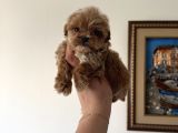 Dişi Ve Teacup Erkek Kore Maltipoo Yavrularım