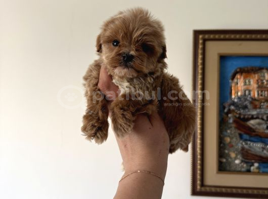 Dişi Ve Teacup Erkek Kore Maltipoo Yavrularım görsel
