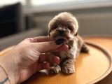 Dişi Ve Teacup Erkek Kore Maltipoo Yavrularım