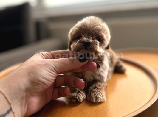 Dişi Ve Teacup Erkek Kore Maltipoo Yavrularım görsel