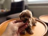 Dişi Ve Teacup Erkek Kore Maltipoo Yavrularım