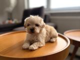 Dişi Ve Teacup Erkek Kore Maltipoo Yavrularım