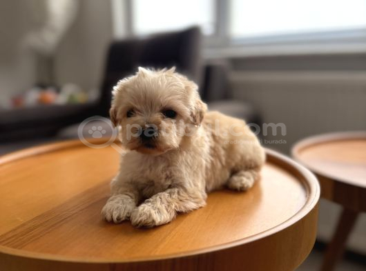Dişi Ve Teacup Erkek Kore Maltipoo Yavrularım görsel