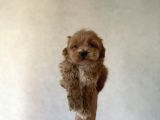 Dişi Ve Teacup Erkek Kore Maltipoo Yavrularım