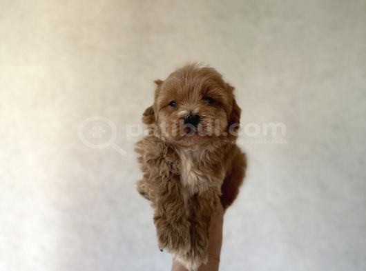 Dişi Ve Teacup Erkek Kore Maltipoo Yavrularım görsel
