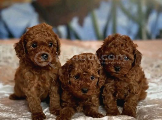 Oyuncak gibi kıvırcık poodle Bebekler Yuva Bekliyor