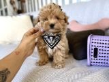 Kore Kan Sevimli Maltipoo Yavrular