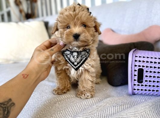 Kore Kan Sevimli Maltipoo Yavrular görsel