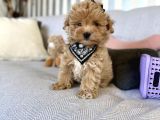 Kore kan sevimli maltipoo Yavrular