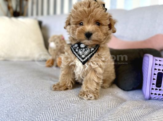 Kore kan sevimli maltipoo Yavrular