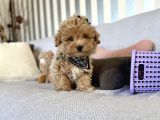 Kore Kan Sevimli Maltipoo Yavrular