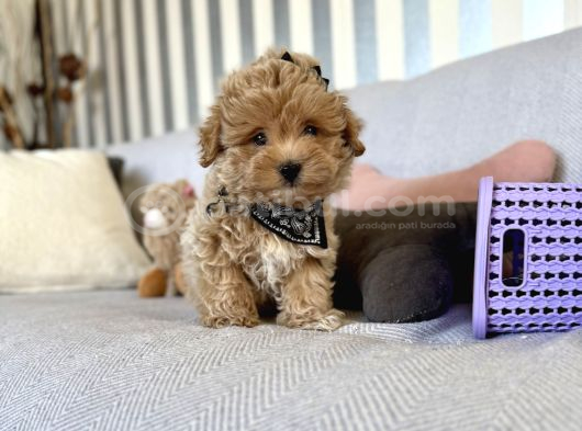 Kore Kan Sevimli Maltipoo Yavrular görsel