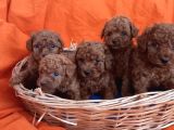 Lekesiz Kusursuz Toy Poodle Bebeklerim