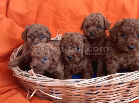 Lekesiz Kusursuz Toy Poodle Bebeklerim görsel