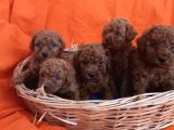 Lekesiz kusursuz toy poodle bebeklerim