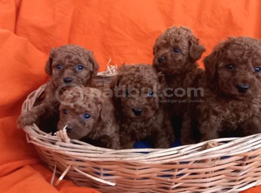 Lekesiz kusursuz toy poodle bebeklerim