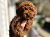 Kore Tea Cup Poodle Yavru En Güzeli̇