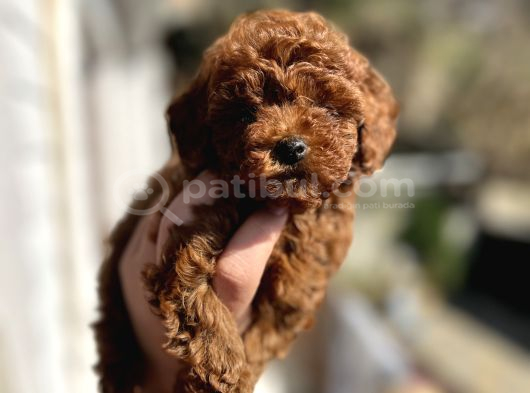 Kore Tea Cup Poodle Yavru En Güzeli̇ görsel