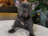 Rengarenk French Bulldog Yavrularim Egzoti̇k