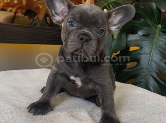 Rengarenk French Bulldog Yavrularim Egzoti̇k görsel