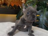 Rengarenk French Bulldog Yavrularim Egzoti̇k