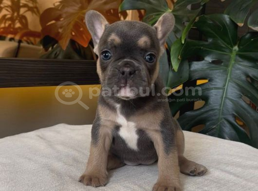 Rengarenk French Bulldog Yavrularim Egzoti̇k görsel