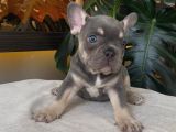 RENGARENK FRENCH BULLDOG YAVRULARIM eGZOTİK