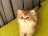 Safkan British Longhair Yavrular