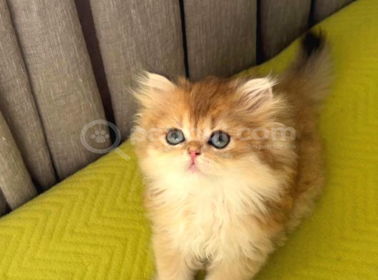 Safkan British Longhair Yavrular görsel