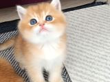 British Shorthair Blue Golden Ay12