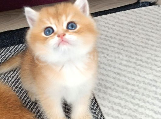 British Shorthair Blue Golden Ay12 görsel