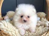 Orjinal pomeranian boo erkek dişi 2 aylık yavru