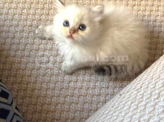Safkan British Longhair Yavrular görsel
