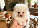 Orjinal Pomeranian Boo Erkek Dişi 2 Aylık Yavru