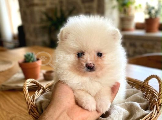 Orjinal Pomeranian Boo Erkek Dişi 2 Aylık Yavru görsel