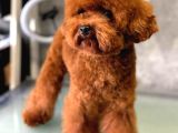 Yavru Ve Yetişkin Toy Poodle Korea