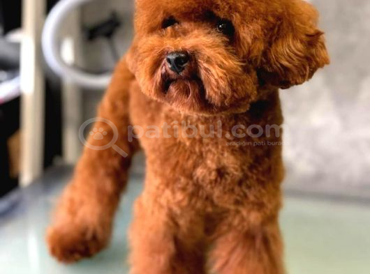 Yavru Ve Yetişkin Toy Poodle Korea görsel