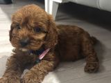 Toy poodle dişi