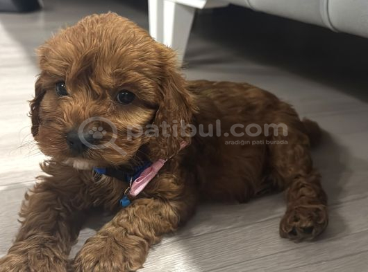 Toy poodle dişi