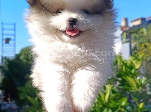 Pomerian Boo Yavrularımız görsel