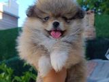 Pomerian boo yavrularımız