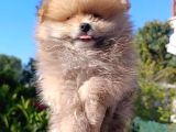 Pomerian Boo Yavrularımız
