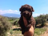 Çikolata poodle Yavrularımız