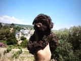 Çikolata Poodle Yavrularımız